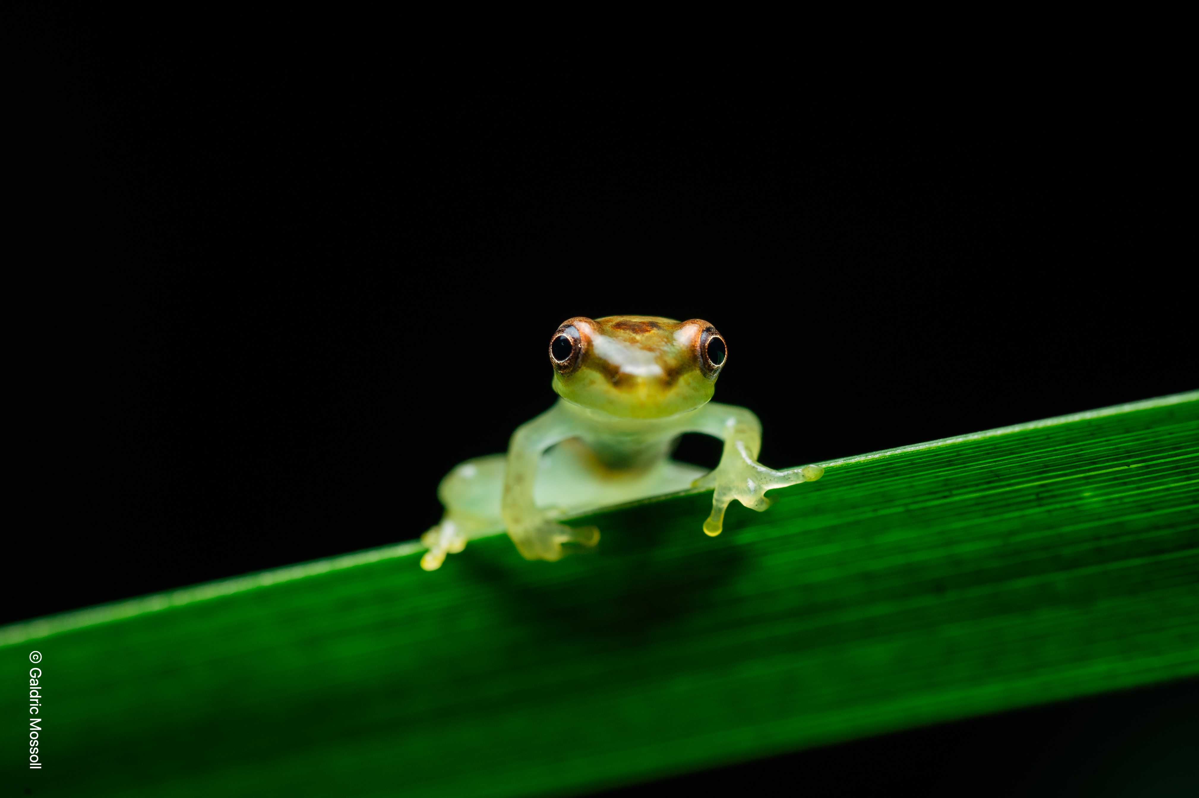 A new tiny green frog with a blue armpit and red spots has been discovered  in Costa Rican nature reserve