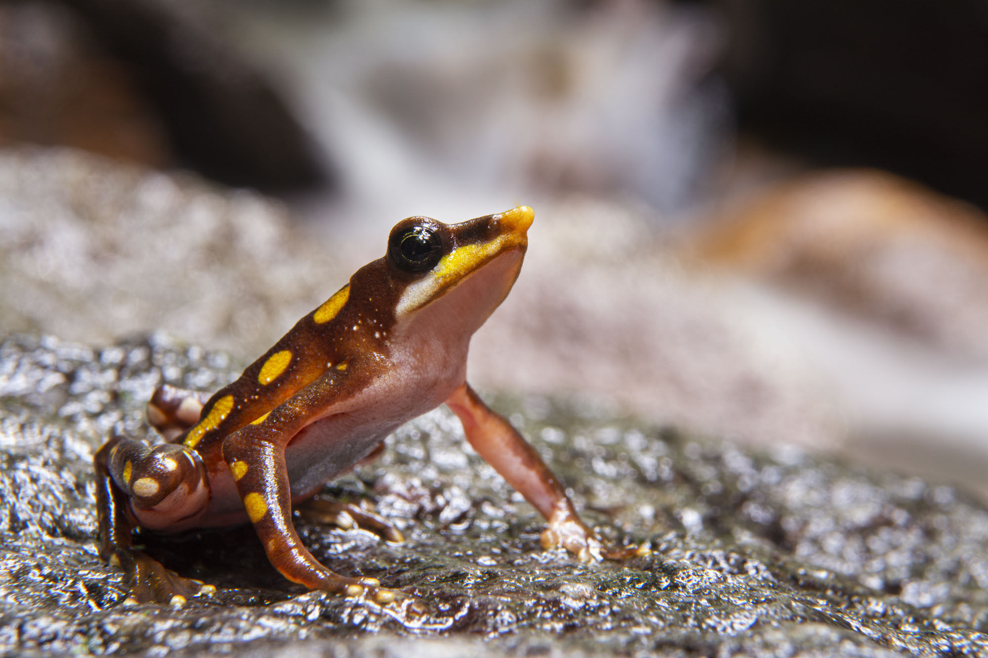 Rediscovered longnose harlequin toad classified as critically endangered on same day Ecuadorian court hears case to determine species’ future