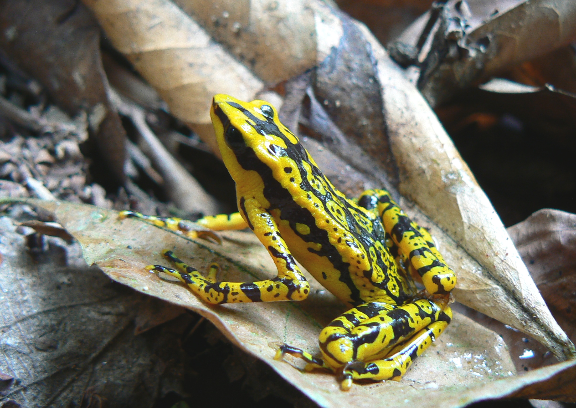 The Rancho Grande Harlequin Toad is highly vulnerable to chytridiomycosis, but thanks to high reproductive rates, the species persists. (Photo by Manuel Guerreiro)