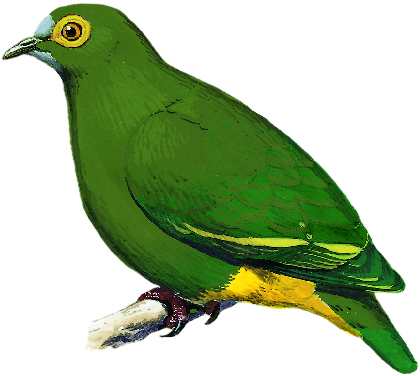 The Negros fruit-dove was last seen in the Philippines on Negros Island in 1953. It is one of the top 10 most wanted lost birds by the Search for Lost Birds. (Illustration © Lynx Edicions)