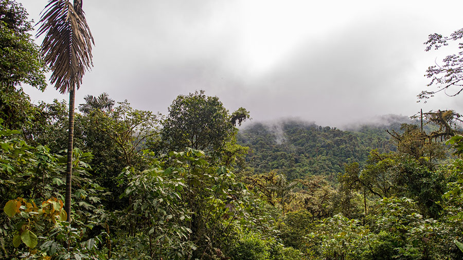 Keep Protected Forests Safe in Ecuador