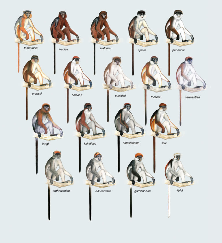 All 18 forms of red colobus monkeys. (Illustration by Stephen Nash)
