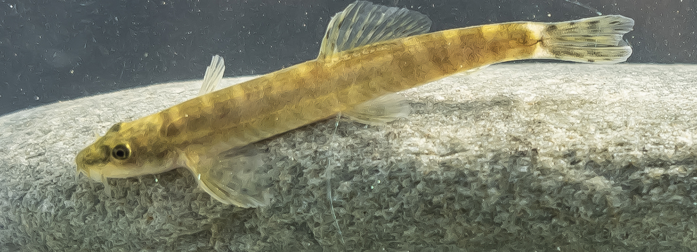 FOUND: An expedition team in southeast Turkey have rediscovered a freshwater fish that hasn’t been seen in nearly 50 years