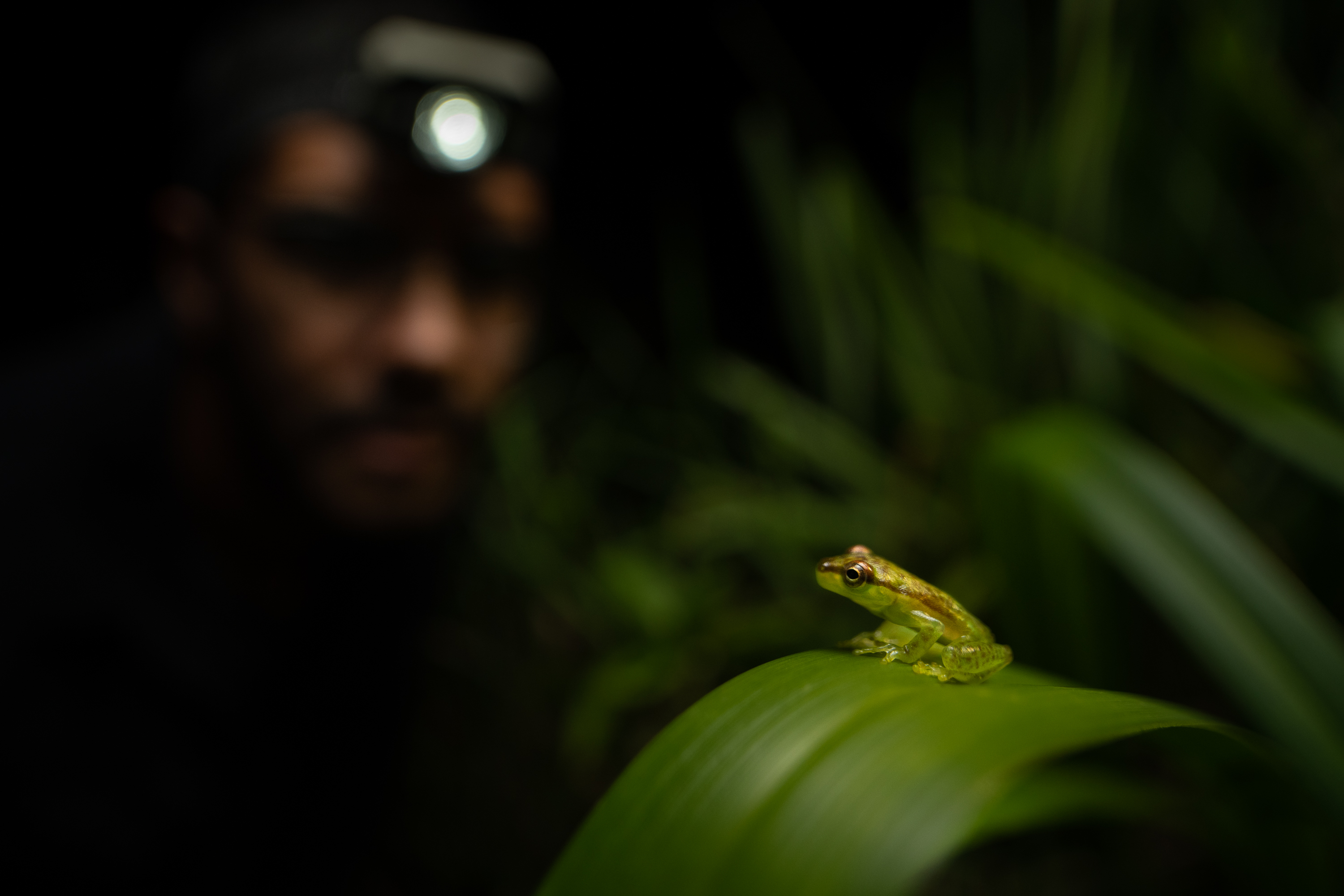New frog species discovered in Tapir Valley Nature Reserve, Bijagua, Costa  Rica