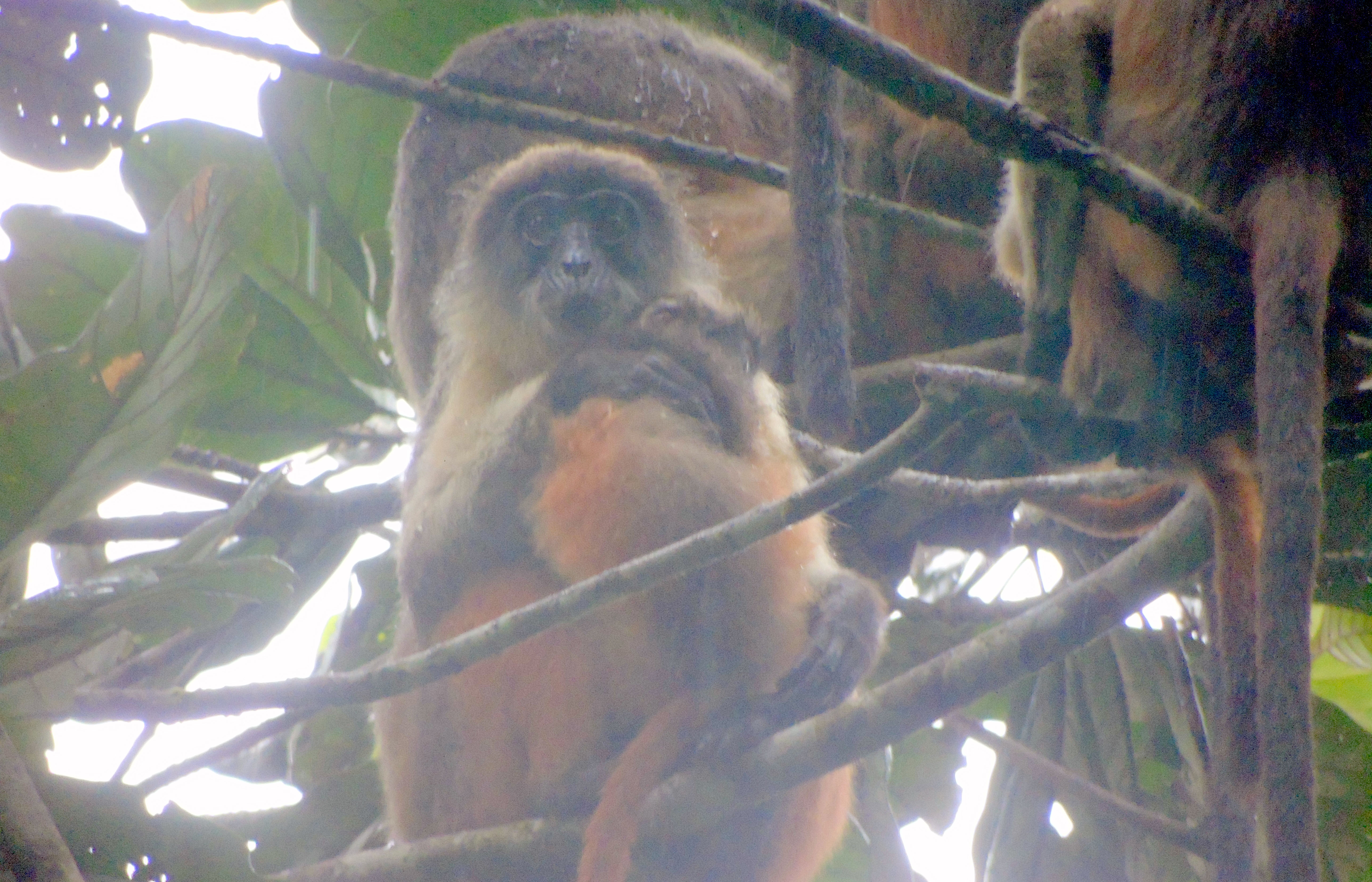Q&A with Rachel Ashegbofe Ikemeh about protecting the Niger Delta Red Colobus