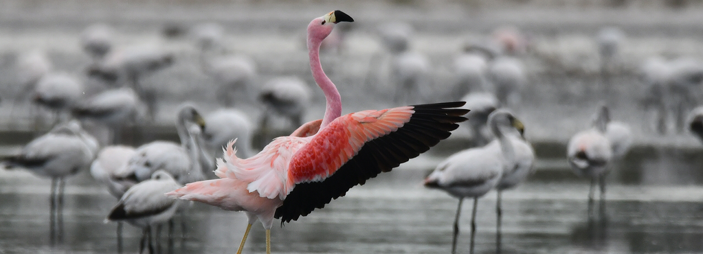 The largest salt lake in South America becomes a national park