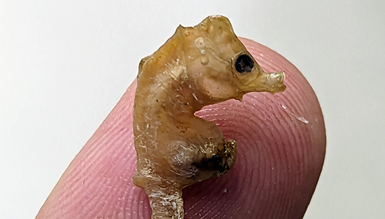 Could a seahorse smaller than your finger still live in the ocean off ...