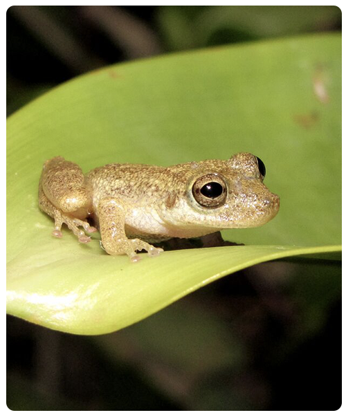 A new tiny green frog with a blue armpit and red spots has been discovered  in Costa Rican nature reserve