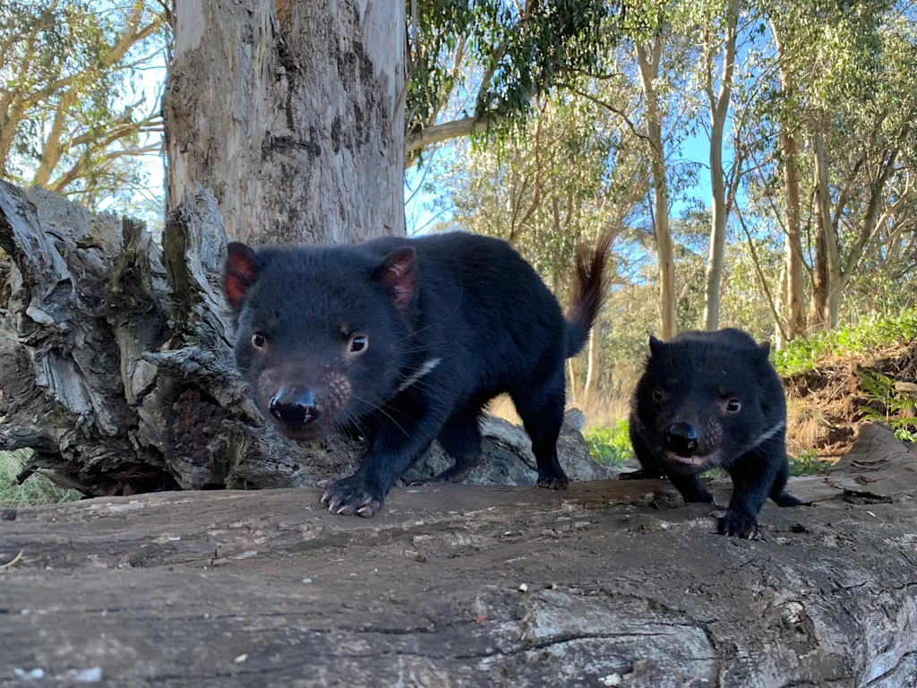 First Tasmanian devil to return to the wilds of mainland Australia gives  birth to three joeys