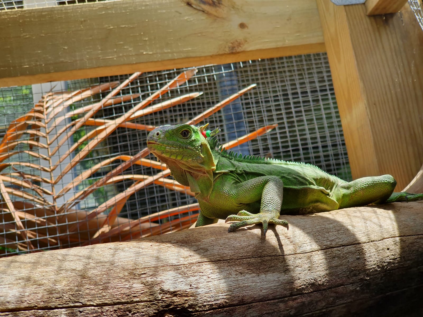 A Lesser Antillean Iguana originally from the Caribbean island of Dominica, translocated to Anguilla Island. (Photo by Anguilla National Trust)