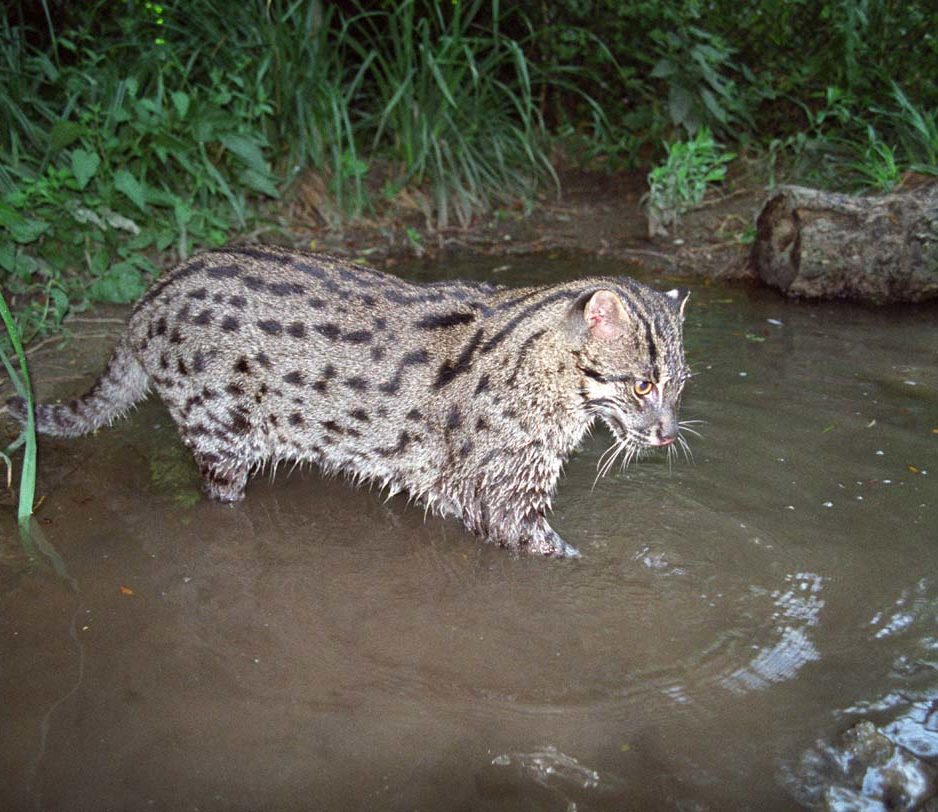 Fishing Cats live in wetlands across and even in urban environments across Asia. (Photo courtesy of Neville Buck)