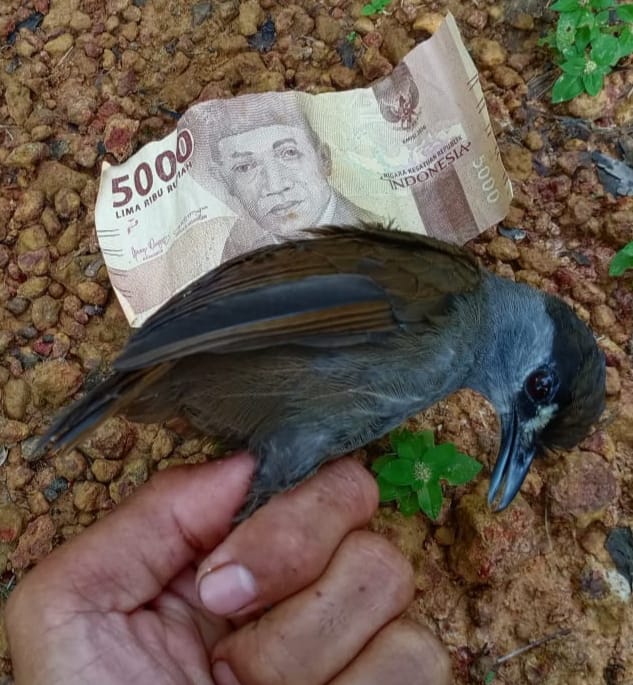 The first confirmed sighting of a black-browed babbler in more than 170 years. The bird was accidentally caught by two local men in Kalimantan, Borneo, Indonesia and was released back to the forest unharmed. (photos courtesy of Birdpacker)