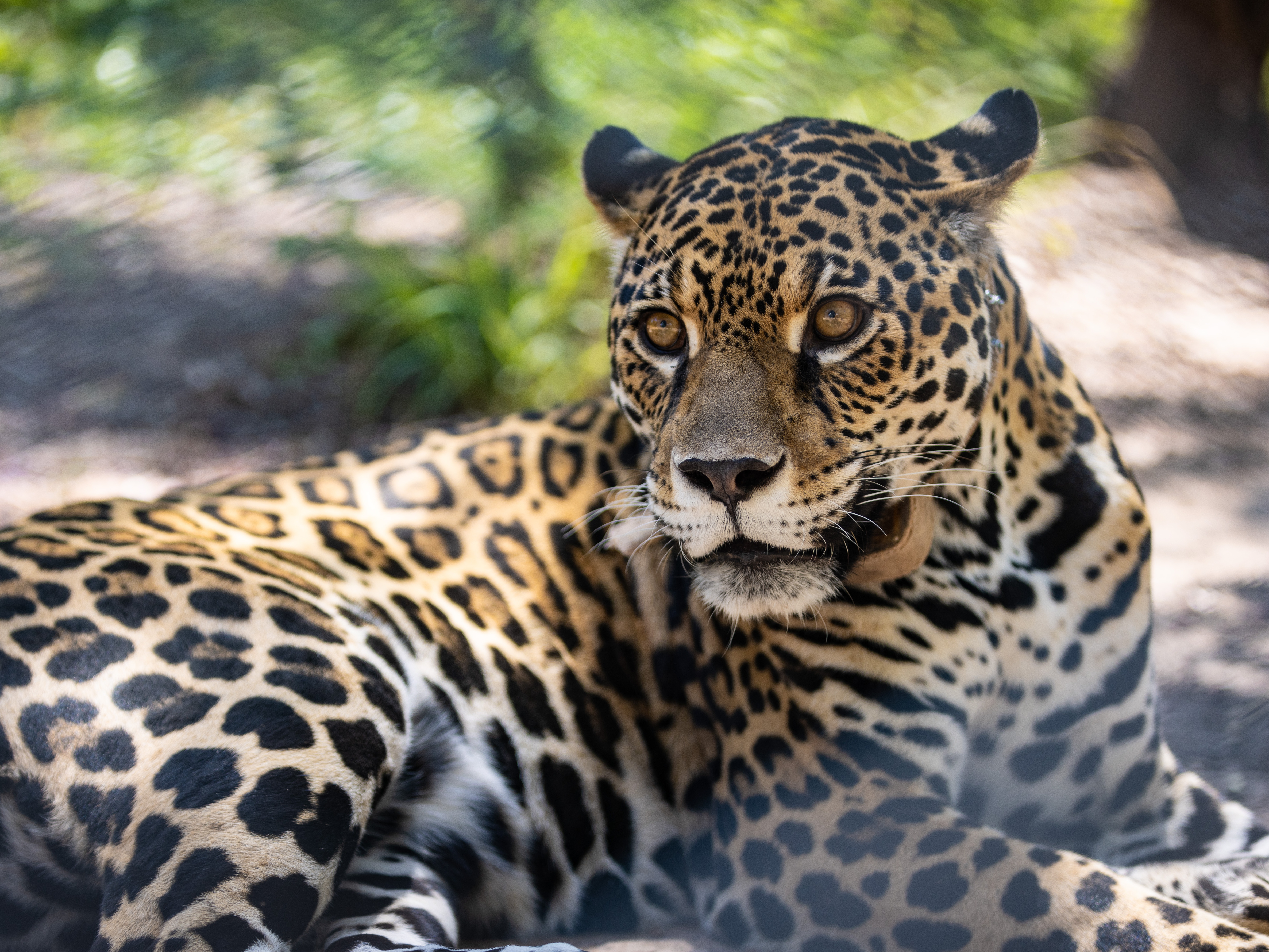 Jaguars, a keystone species, are reintroduced to the Iberá wetlands