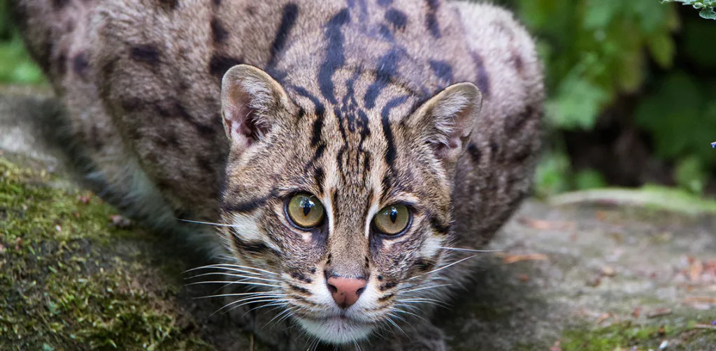 CatSG: Southern tiger cat