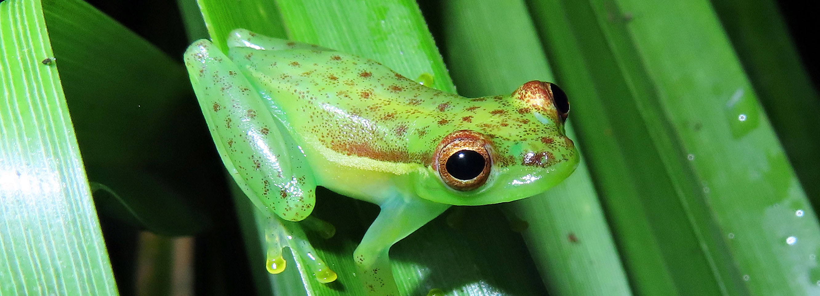 A new tiny green frog with a blue armpit and red spots has been