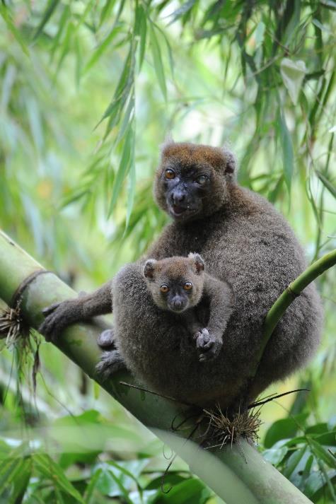 Greater Bamboo Lemur (Photo by Edward Louis)