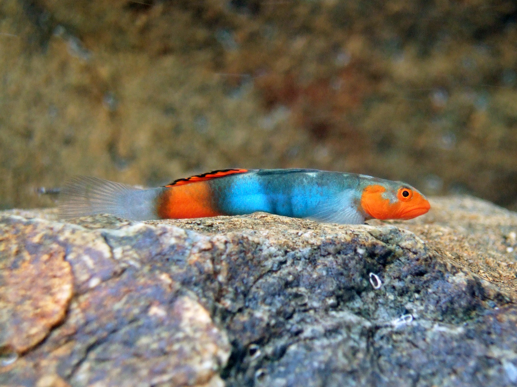 New freshwater fish species report reveals a fish called wolverine, a colorful goby and 209 other new species