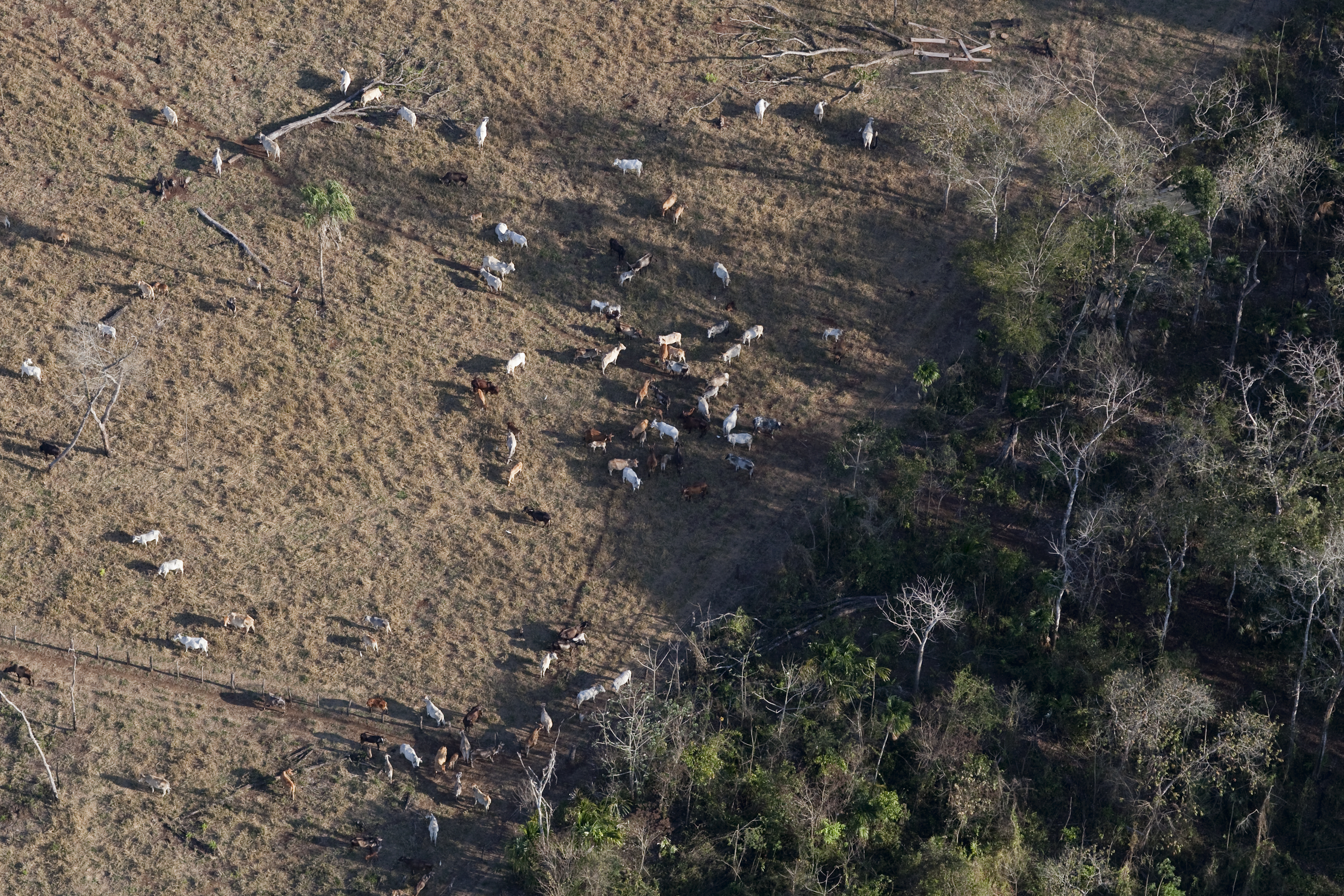 Cattle ranging in an area that was previously intact forest in Mesoamerica. (Photo courtesy of Wildlife Conservation Society)