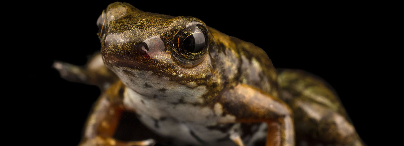 In a vote of defiance, newly discovered rocket frog in Ecuador is named ‘resistance rocket frog’ during Amphibian Week