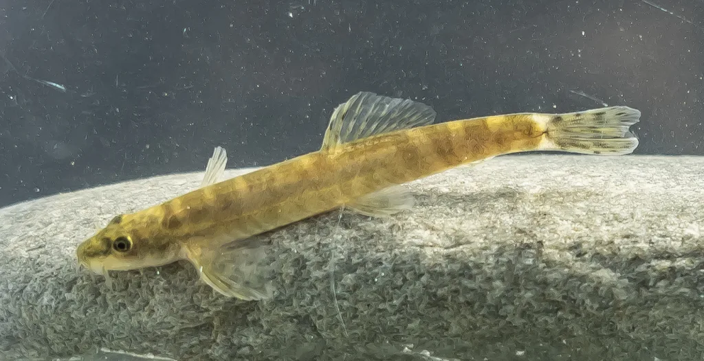 Tiny  fish spotted in a single stream could go extinct just after  being found