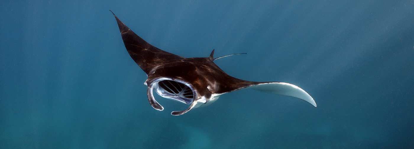 Lifeline for Declining Shark and Ray Populations Announced at the 7th Our Ocean Conference