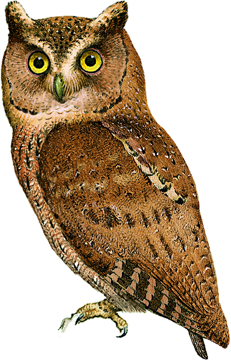 Siau scops-owl was last seen in Indonesia in 1866. (Illustration © Lynx Edicions)