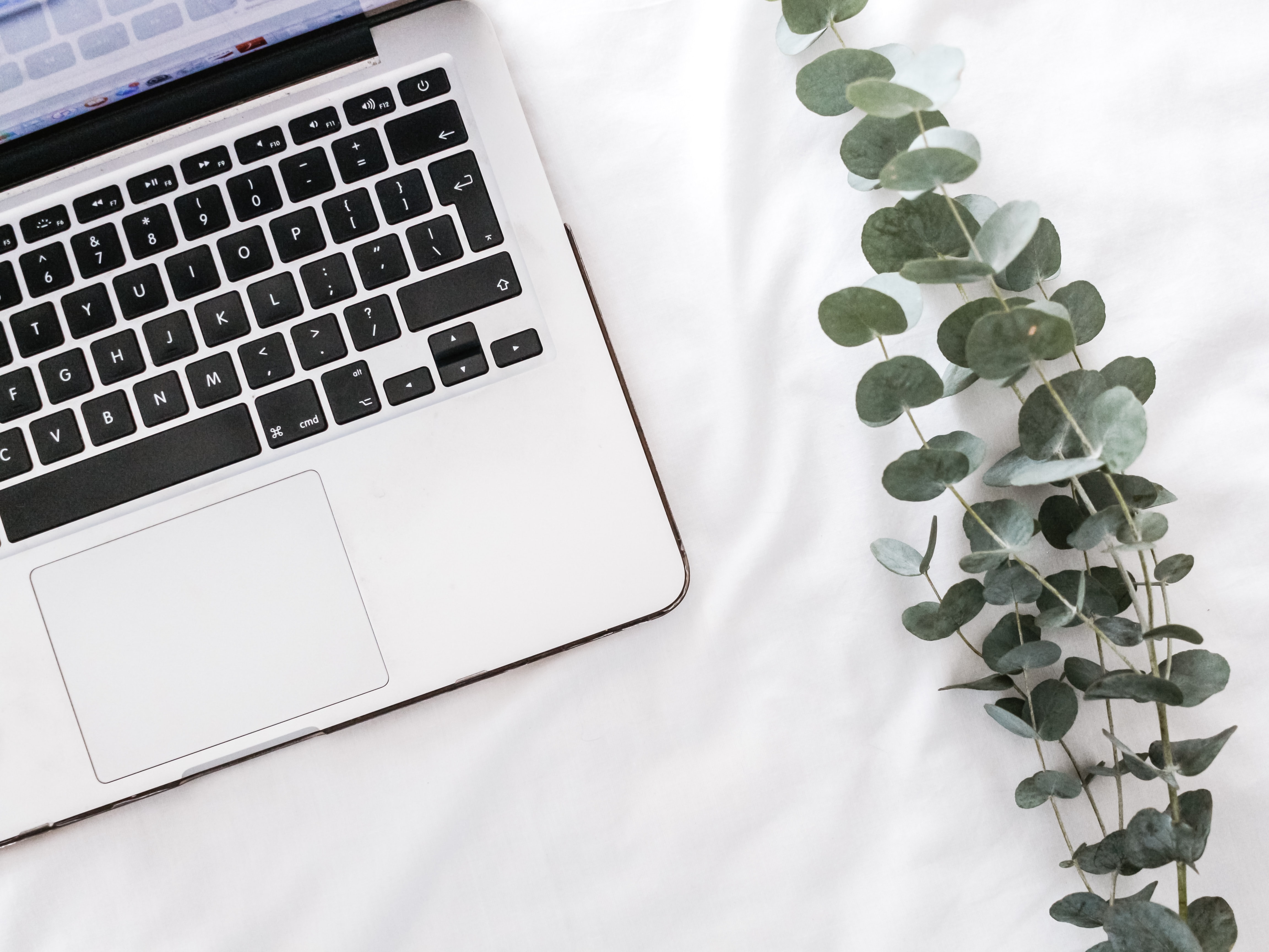 A laptop on a bed next to a plant