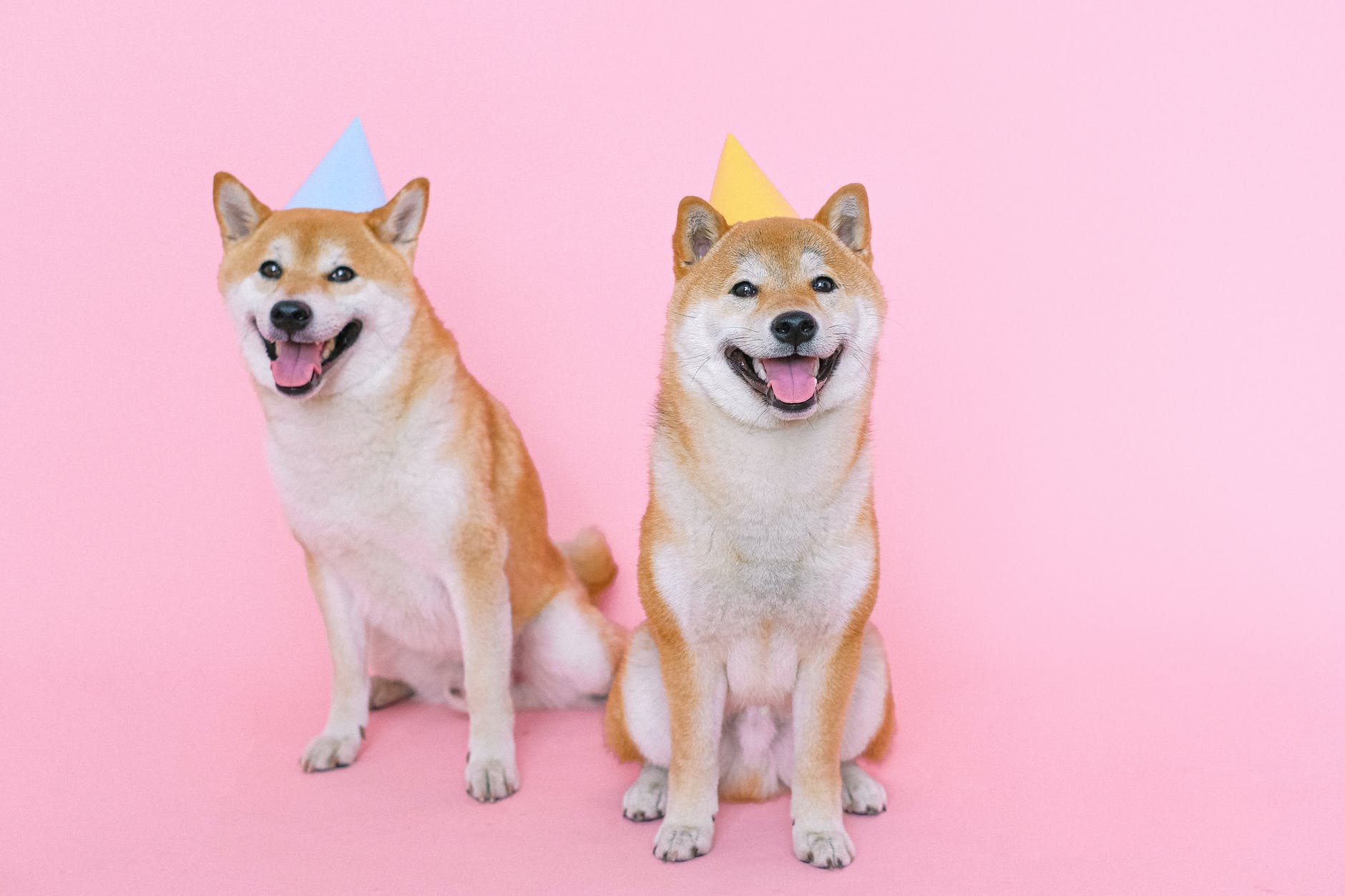 Two smiling shiba dogs wearing party hats
