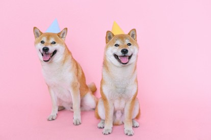 Two smiling shiba dogs wearing party hats