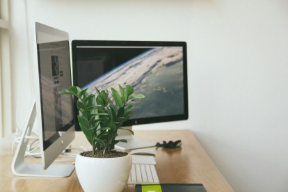 Potted plant next to two computer monitors