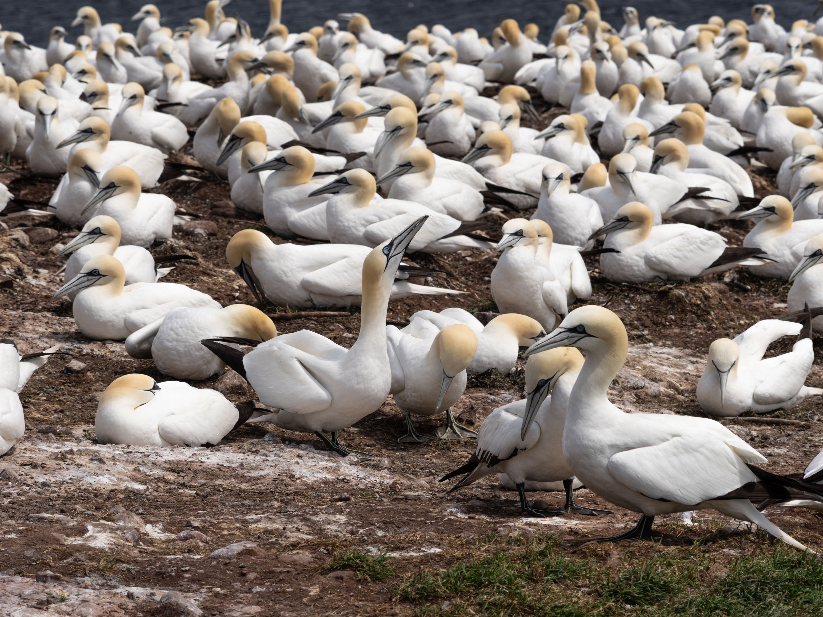 A flock of northern gannets on a field.