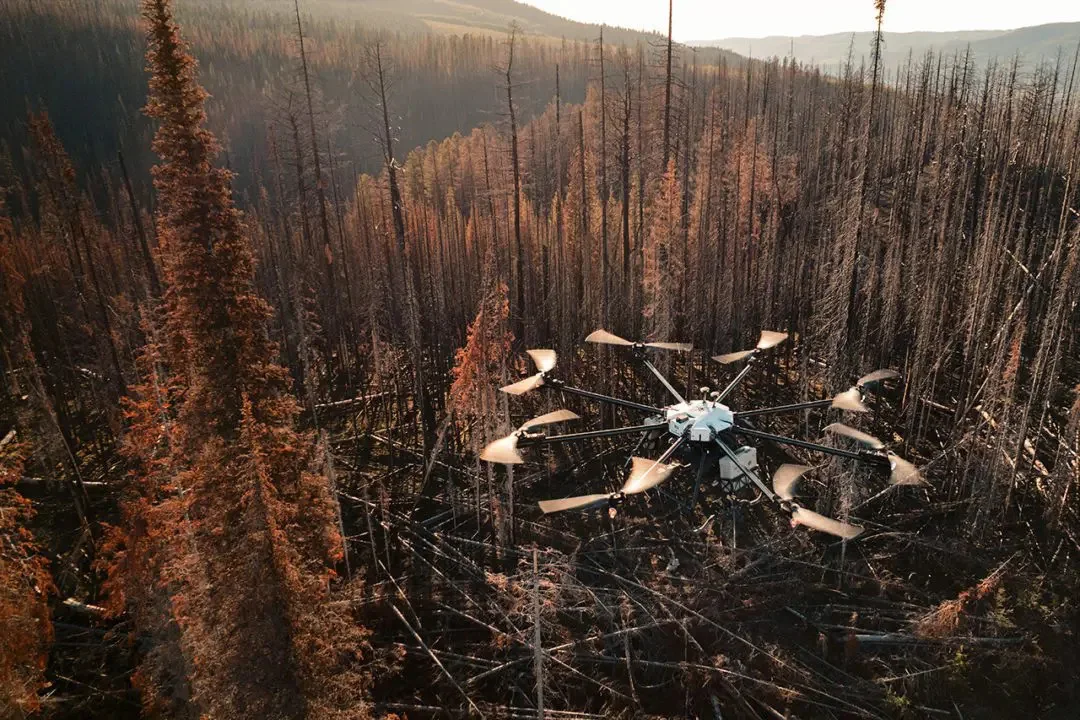 A drone hovering over a burned forest site, accelerating post-wildfire recovery.