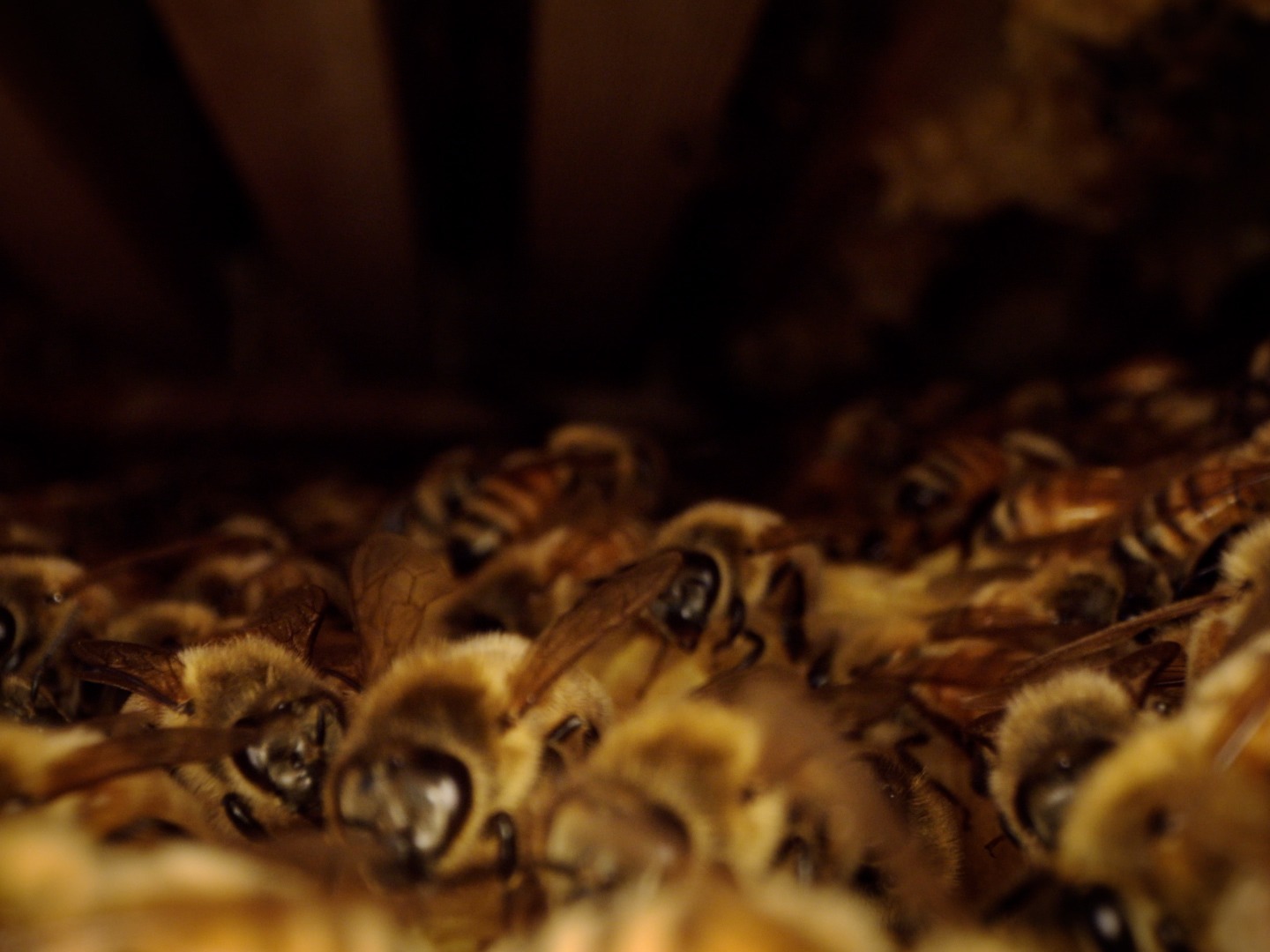 Bees inside their nest