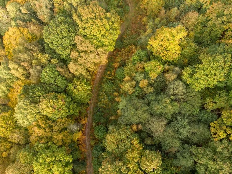 Aerial view of a road in the middle of a forest.