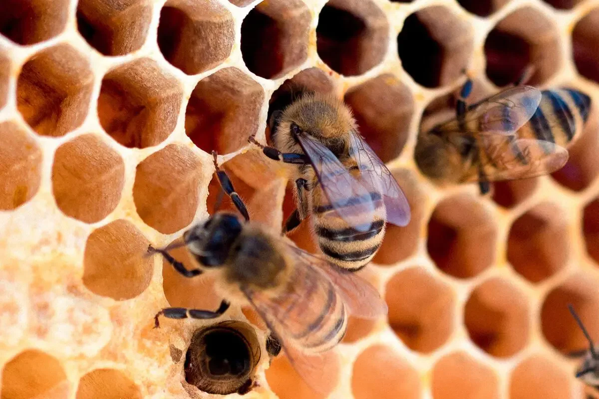 Des abeilles qui produisent et entreposent du miel.