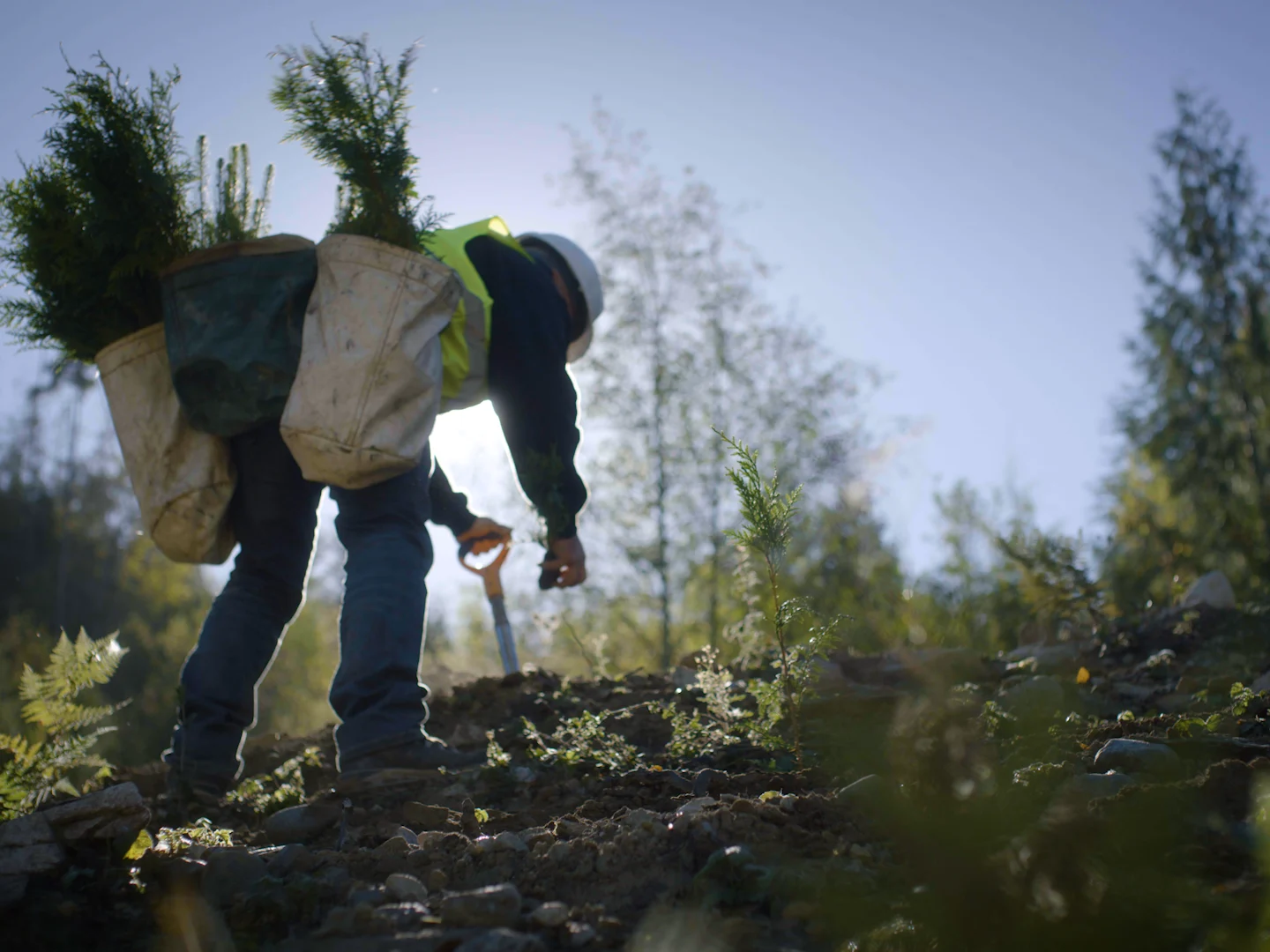 A tree planter digging a hole in the dirt with a shovel.