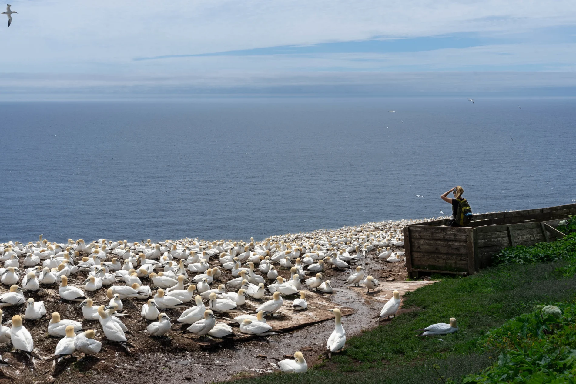 A person observing the ocean next to a flock of northen gannets on the shore.