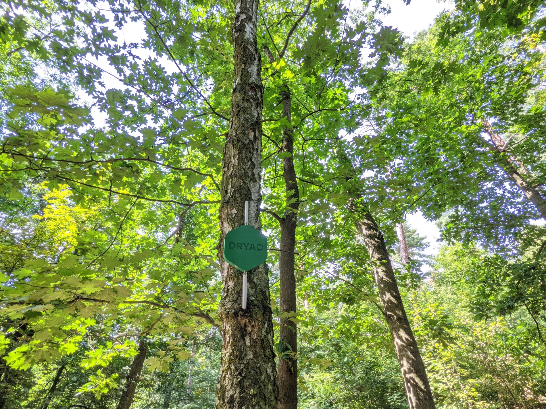 Le capteur de Dryad accroché à un arbre