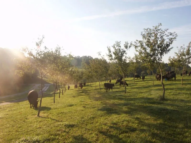 Cows grazing in a meadow.