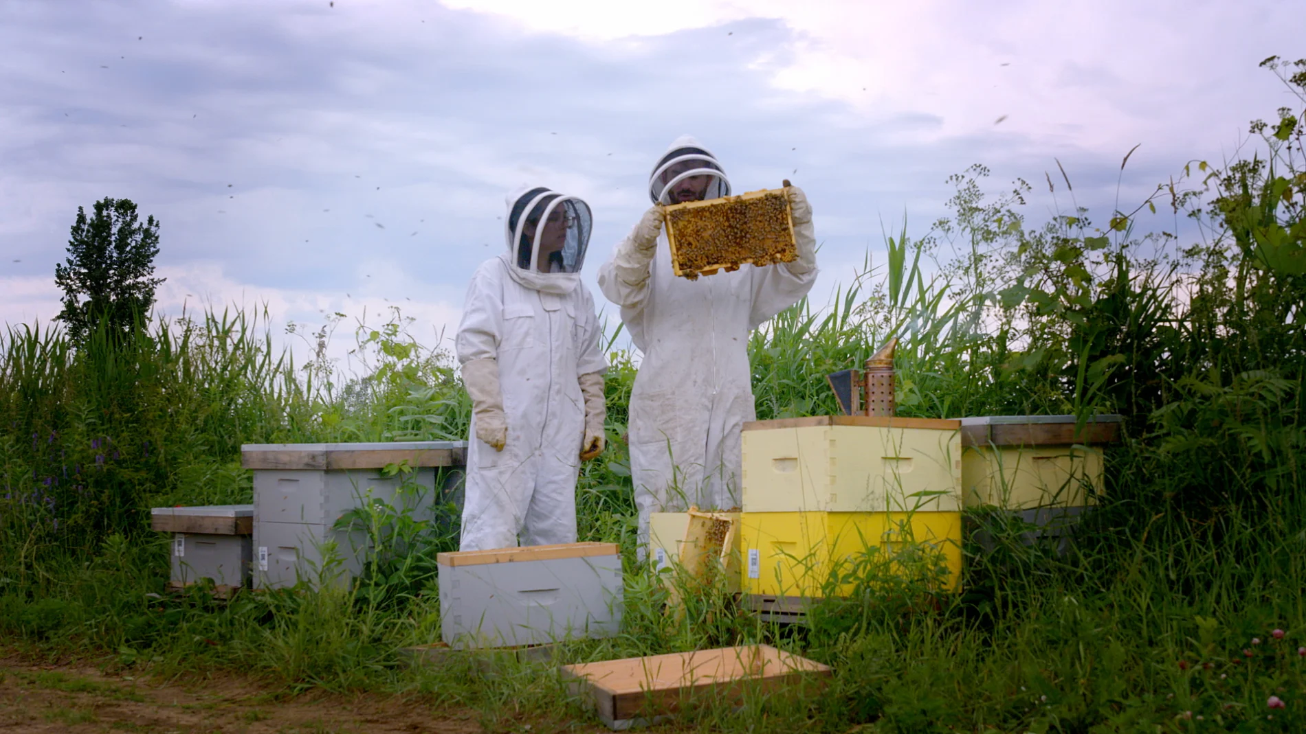 Two beekeepers checking a beehive