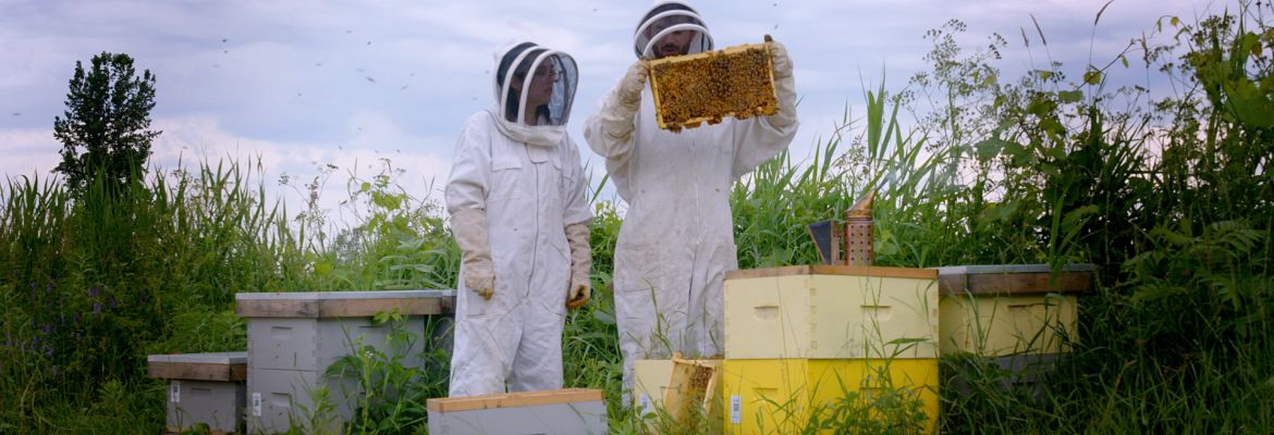 Two beekeepers checking a beehive