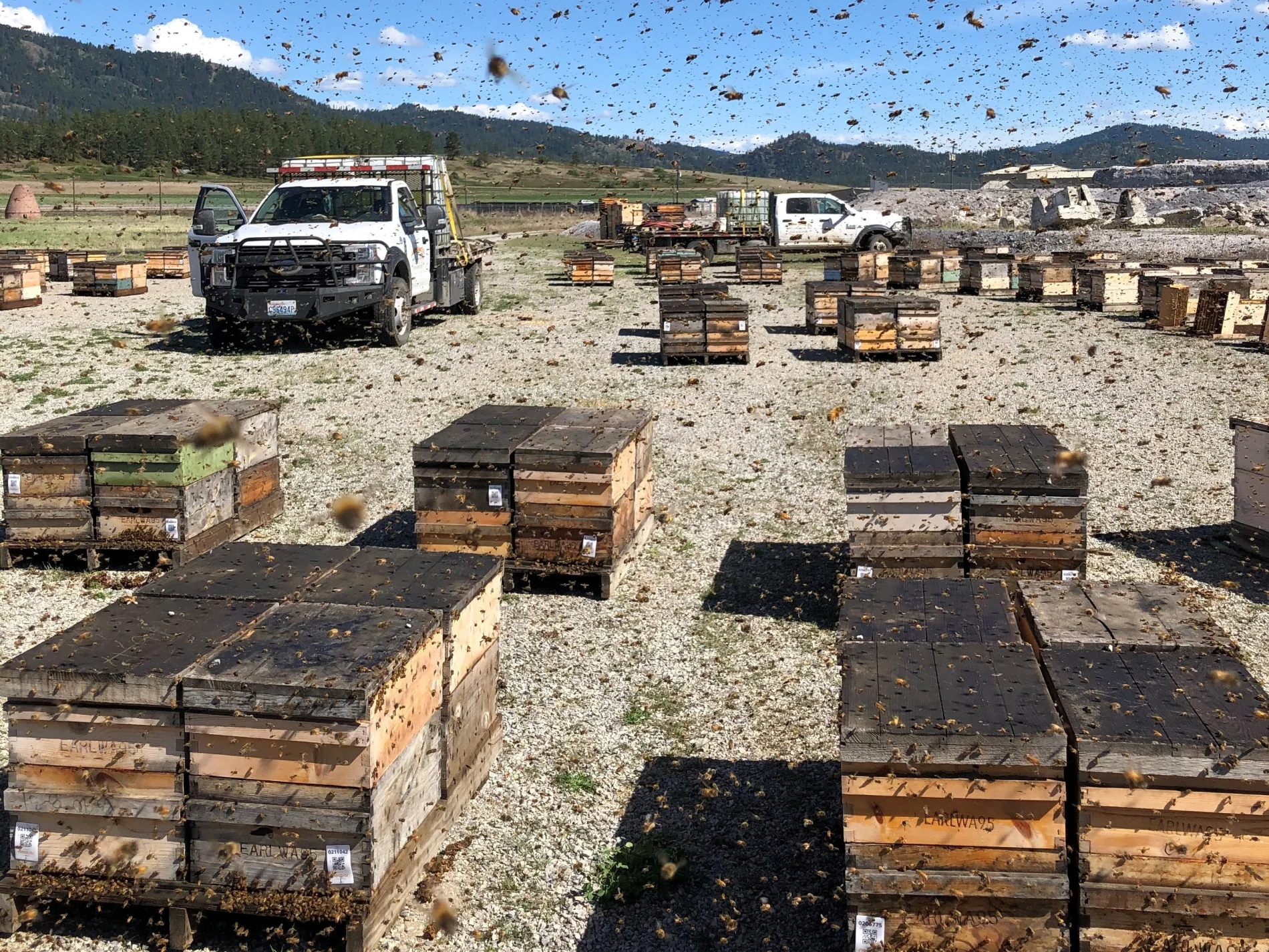 La plateforme Nectar surveillant des abeilles et leurs ruches en bois en temps réel
