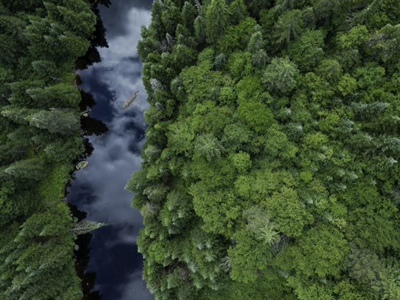Photo aérienne d’une forêt