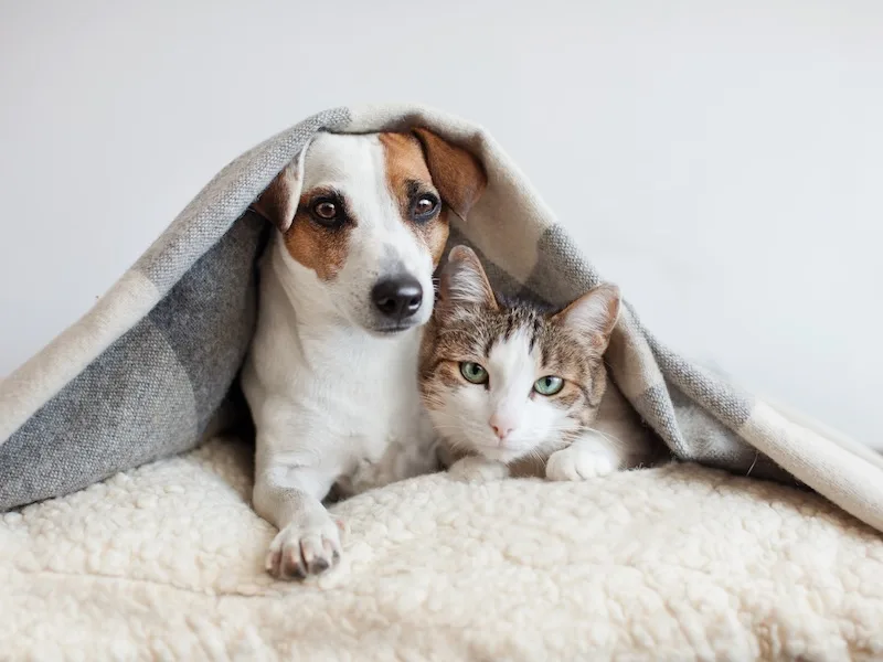 Un chien blanc et brun et un chat tigré aux yeux verts blottis ensemble sous une couverture grise, cherchant du réconfort face à l'anxiété causée par les feux d'artifice et les bruits.
