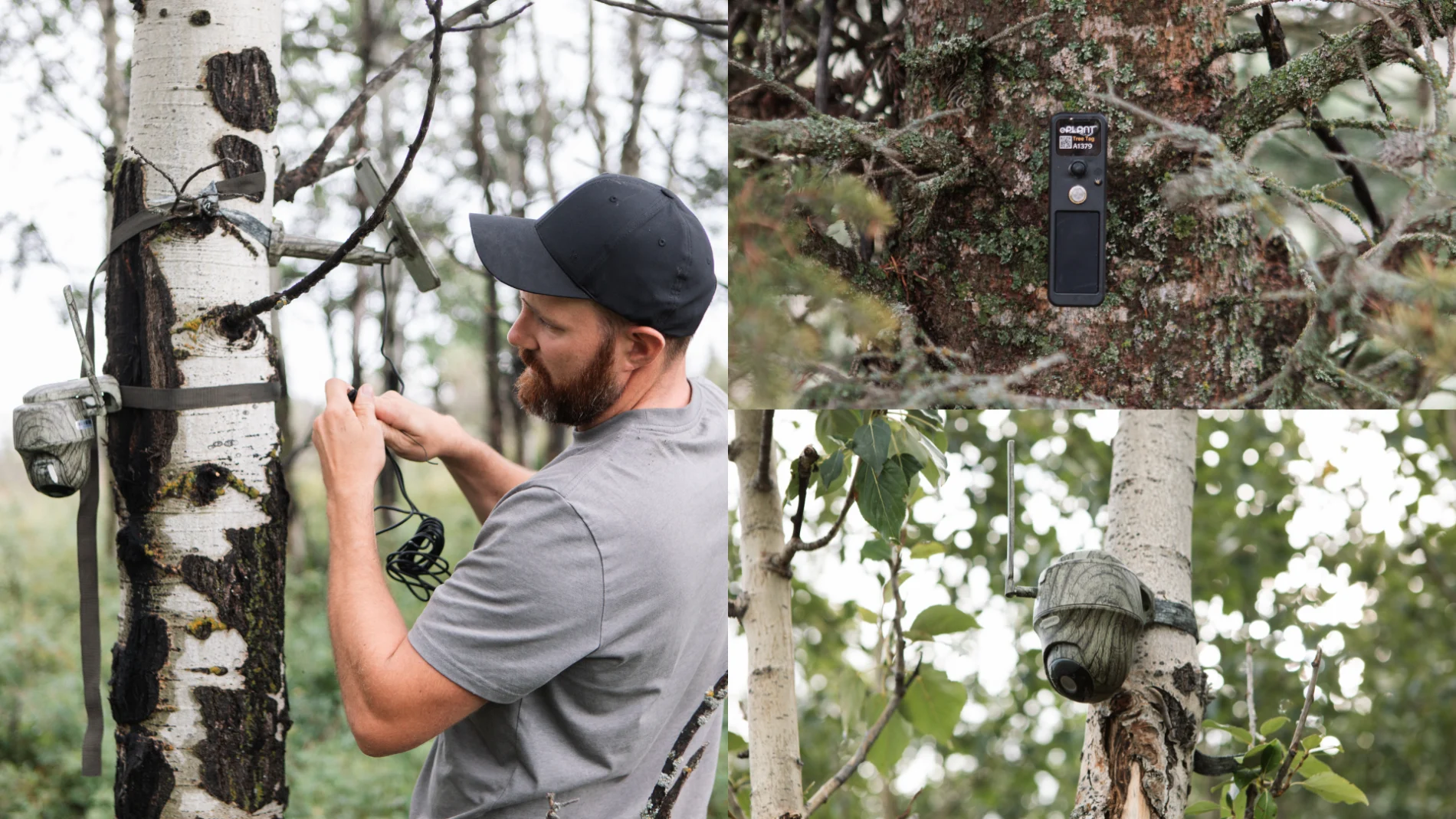 veritree's Stephen Emsley installs an in-field camera on a tree


