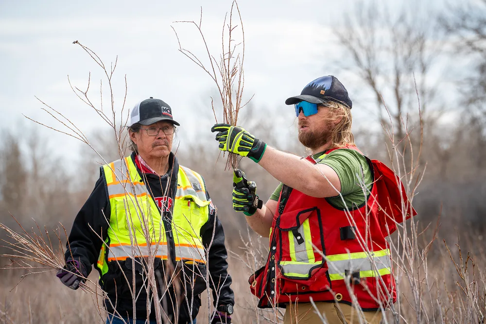 Two field workers wearing safety vests inspecting small plant branches outdoors.