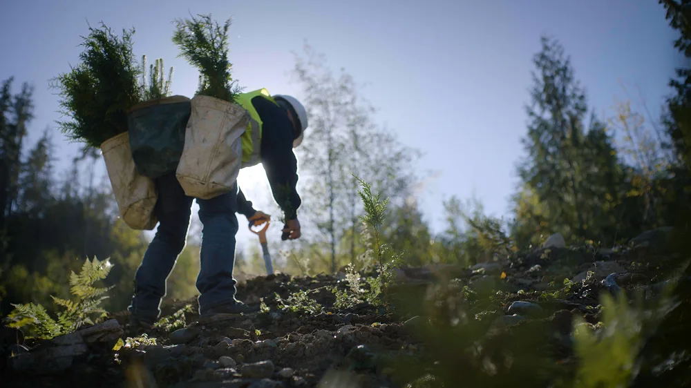 Tree planter wearing a hard hat and carrying bags of seedlings, bending down to plant in the soil.