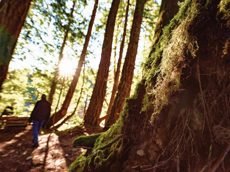 Vue au ras du sol d’une personne marchant sur un sentier forestier à Sechelt, en Colombie-Britannique.