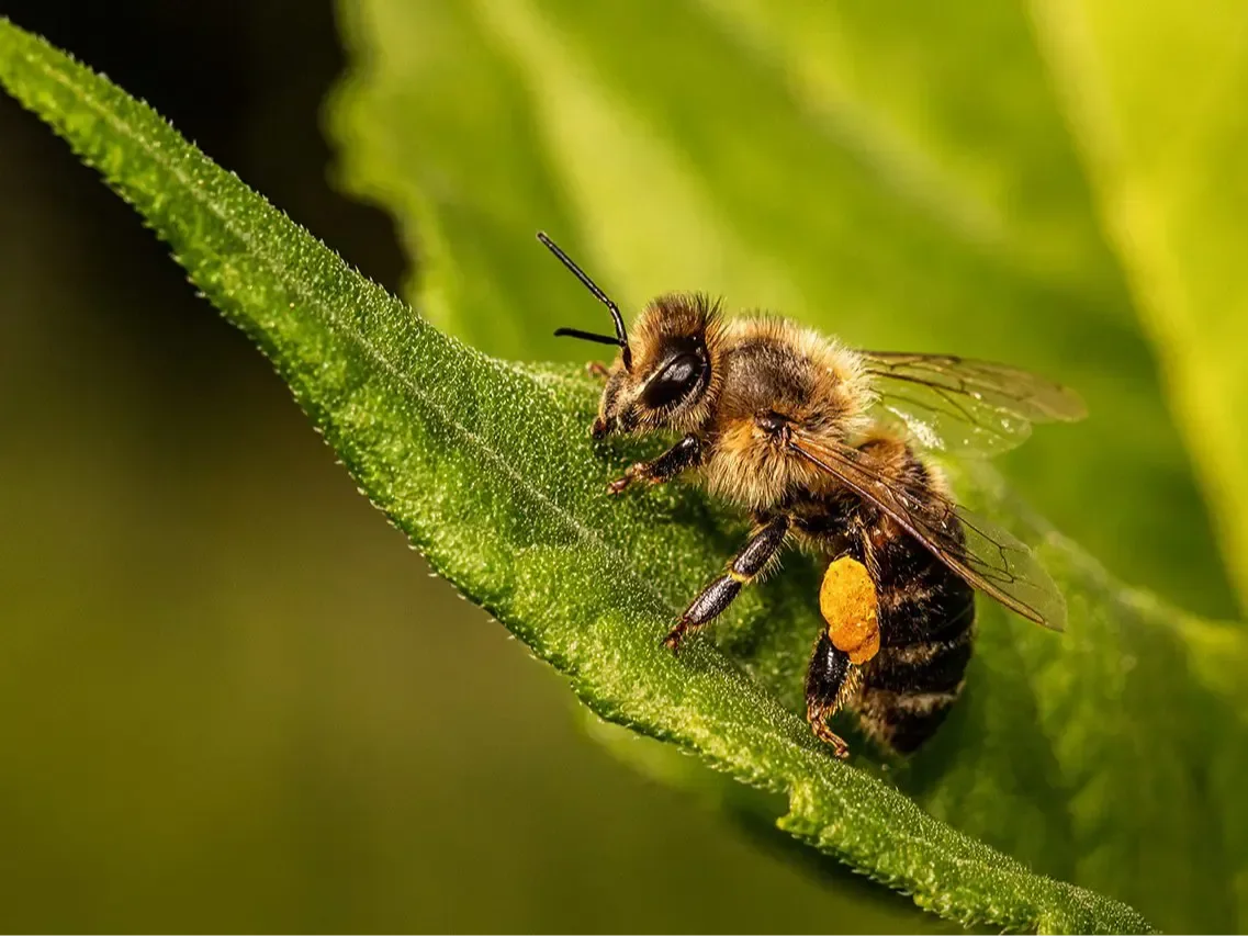 Les abeilles à miel, en tant que pollinisateurs gérés, contribuent au tiers des plantes cultivées que nous faisons pousser.