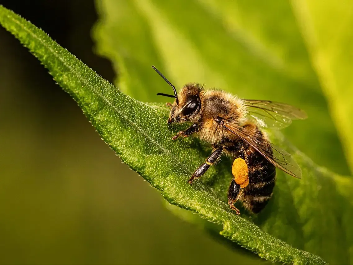 Honey bees, in their capacity as managed pollinators, contribute to approximately one third of the crops we grow.

